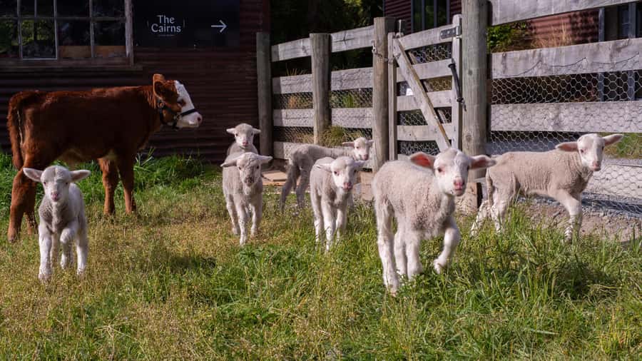 Lake Tekapo: Guided Petting Zoo Visit - Twenty minutes with sheep, alpacas, pigs, and lambs