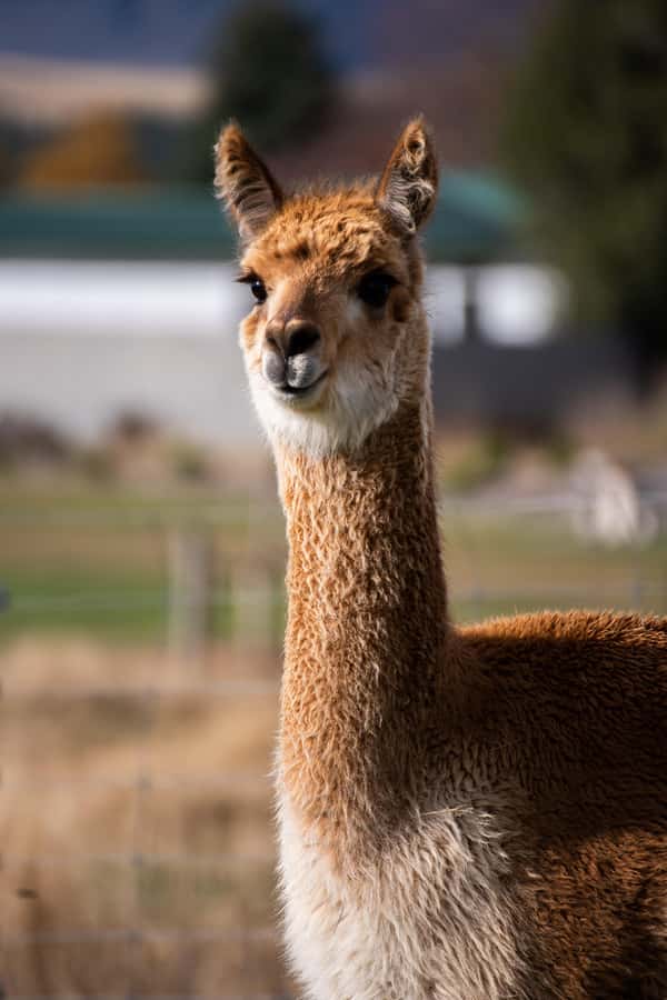 Lake Tekapo: Guided Petting Zoo Visit - Is $11 good value?