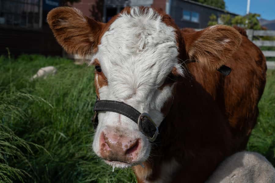 Lake Tekapo: Guided Petting Zoo Visit - How the guide affects the experience