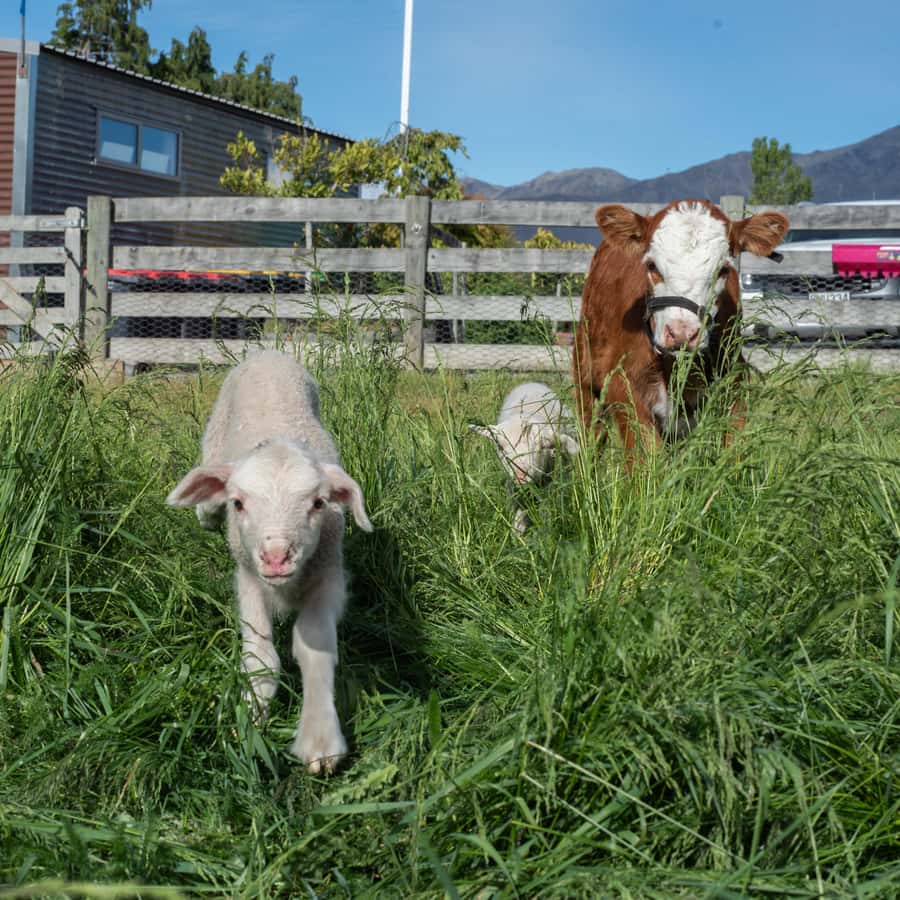 Lake Tekapo: Guided Petting Zoo Visit - Planning your stop in Lake Tekapo