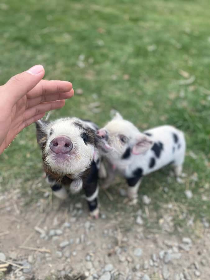 Lake Tekapo High Country Farm Tour (Carbon Positive) - What the Lake Tekapo farm tour is really about