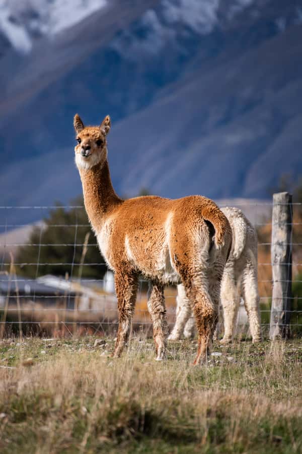 Lake Tekapo High Country Farm Tour (Carbon Positive) - Is $89 a fair price?