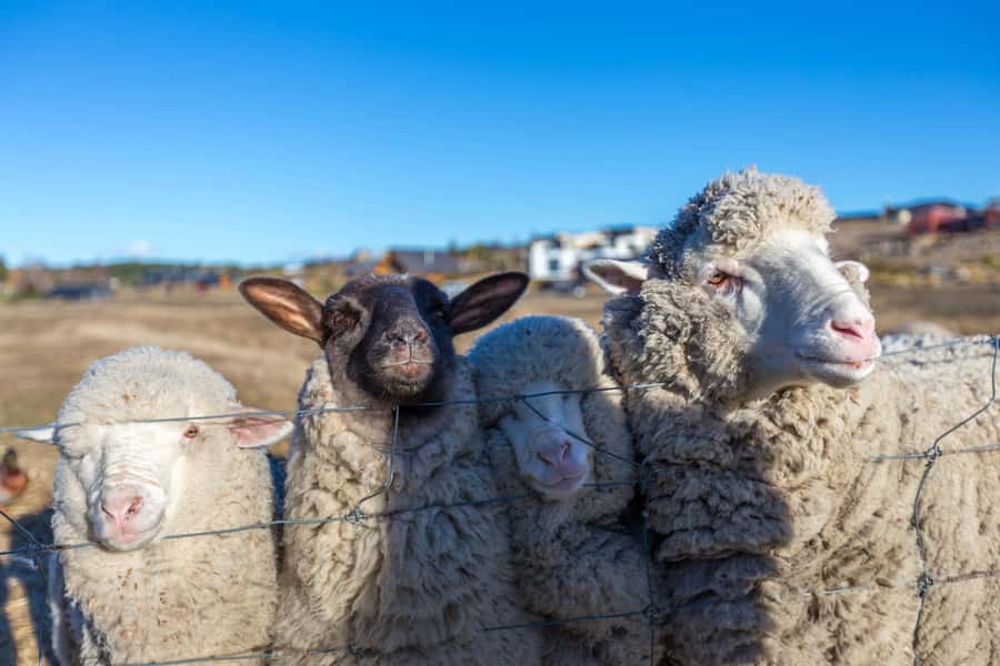 Lake Tekapo High Country Farm Tour (Carbon Positive) - Setting out from D’Archiac Drive