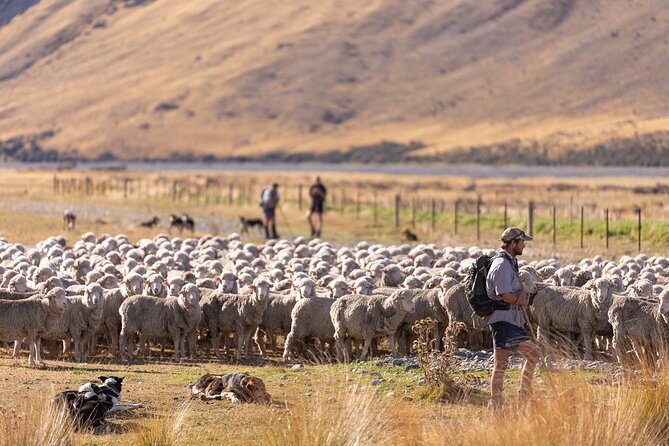Lake Tekapo Scenic Wilderness Cass Valley Tour - Tea, snacks, and a relaxed local guide