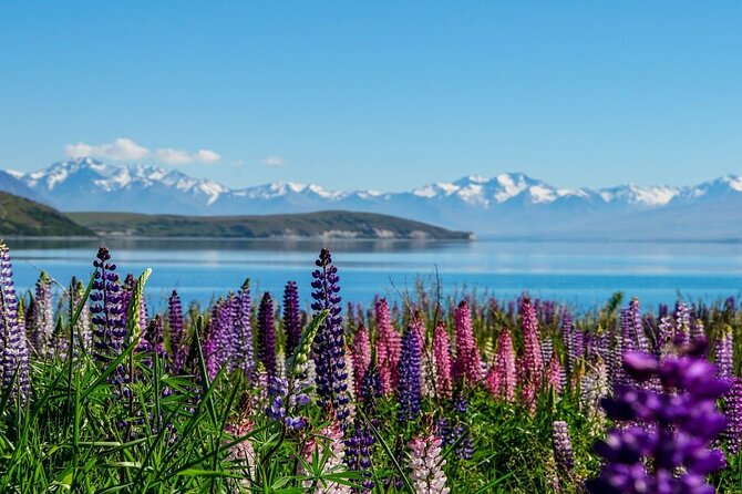 Lake Tekapo to Mt Cook One-Way Small Group Tour - Key points before you book