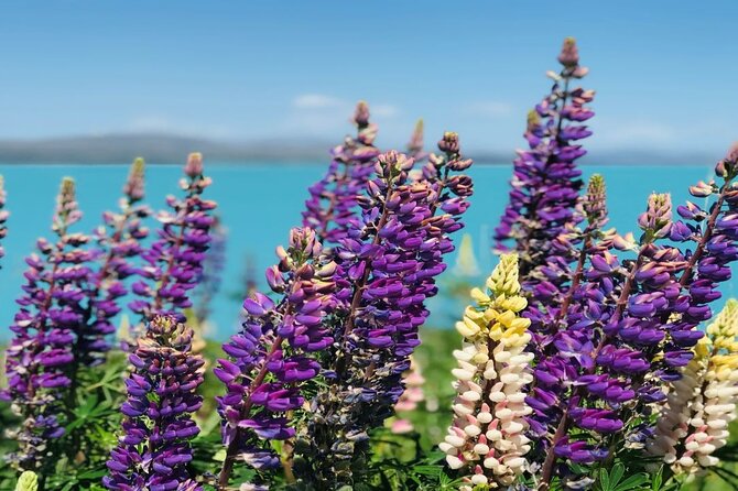 Lake Tekapo to Mt Cook One-Way Small Group Tour - Lake Pukaki, the essential ten-minute stop