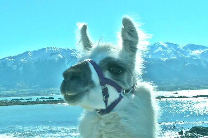 Llama Trek (Half-day) - Kaikoura Bay, Beaches & Seal Colony - Why walking with a llama changes the usual Kaikoura outing