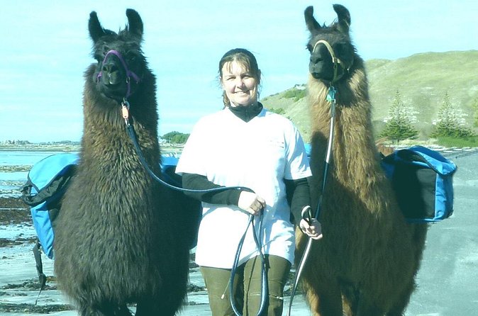 Llama Trek (Half-day) - Kaikoura Bay, Beaches & Seal Colony - What the local history adds