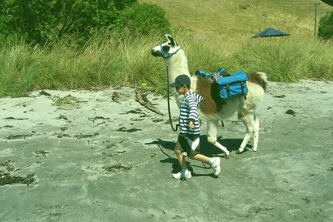 Llama Trek (Half-day) - Kaikoura Bay, Beaches & Seal Colony - Cake, coffee, and the value of the $154.52 price