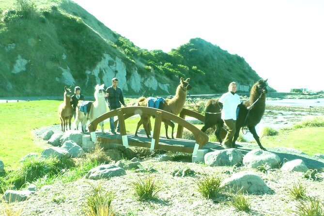 Llama Trek (Half-day) - Kaikoura Bay, Beaches & Seal Colony - Who will enjoy this half-day trek most