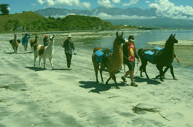 Llama Trek (Half-day) - Kaikoura Bay, Beaches & Seal Colony - Practical details that affect your day