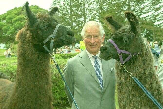 Llama Trek (Half-day) - Kaikoura Bay, Beaches & Seal Colony - Meeting Kevin and getting comfortable with your llama