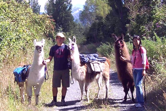 Llama Trek (Taster) - Kowhai River Valley and Native Woodland Tour - Starting at 12 Kowhai Ford Road