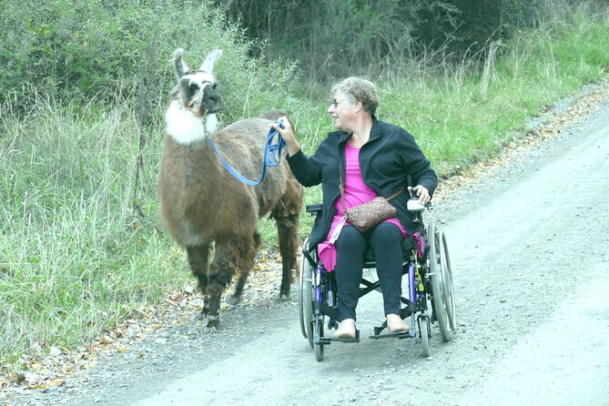 Llama Trek (Taster) - Kowhai River Valley and Native Woodland Tour - Getting to know the llamas