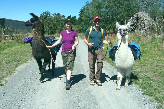 Llama Trek (Taster) - Kowhai River Valley and Native Woodland Tour - A gentle pace with a small group