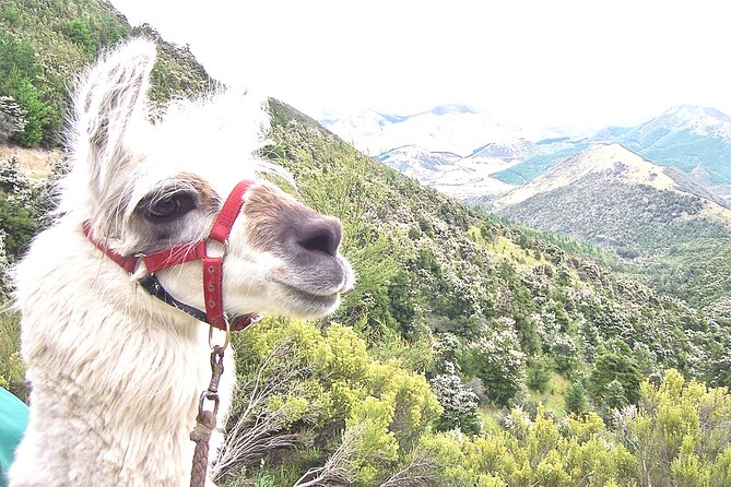 Llama Trek (Taster) - Kowhai River Valley and Native Woodland Tour - Access, participation, and who should book