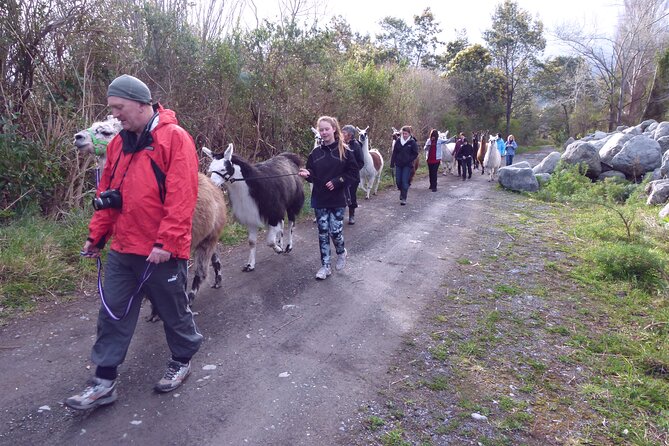 Llama Trek (Taster) - Kowhai River Valley and Native Woodland Tour - Along the Kowhai River banks and riverbed