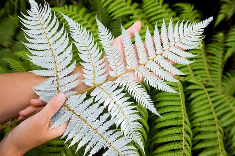 Luxury Auckland & West Coast Day Tour with Maori Guide - Lunch and inclusions make the price easier to judge