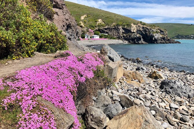 Luxury Private Guided Crater Rim Walk on Banks Peninsula - Who will get the most from this outing
