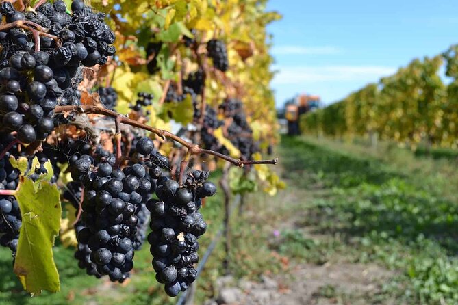 Lyttelton Shore Excursion - City Highlights & Waipara Wine Tour - Christchurch Cathedral shows the city’s unfinished story