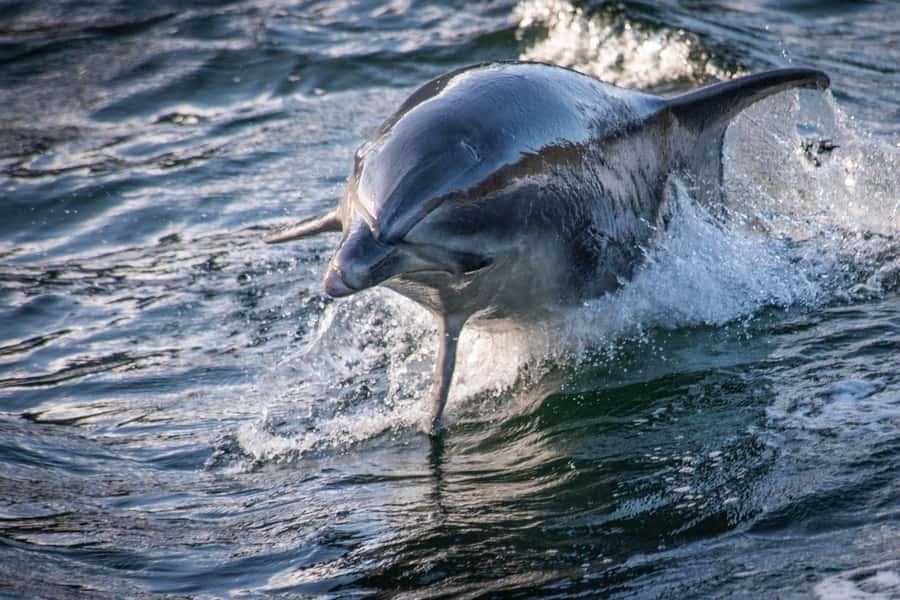 Manapouri: Doubtful Sound Overnight Cruise (2 Nights) - Key points at a glance