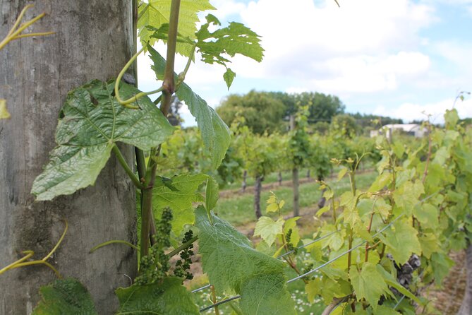 Marlborough Classic Wine Tasting Tour. - What to expect at the cellar doors