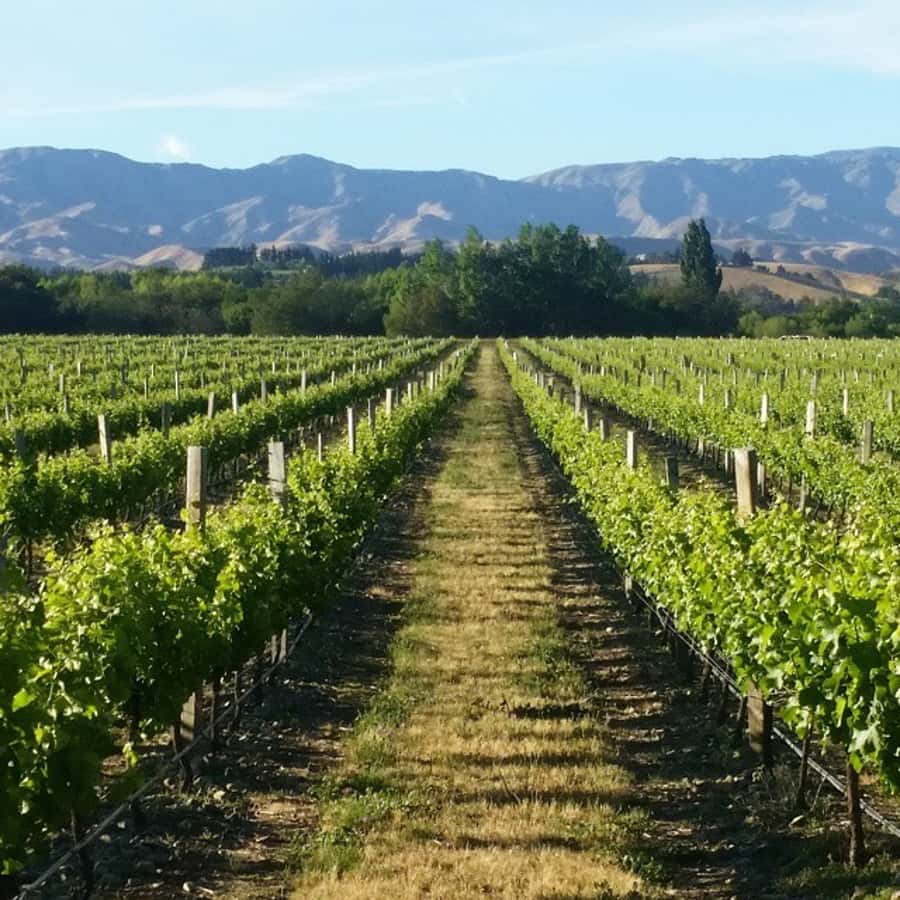Marlborough Full Day Wine Tour - Five cellar doors in six hours