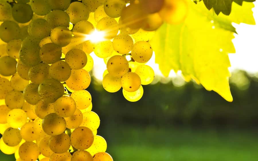 Marlborough Full Day Wine Tour - What you learn among the vines