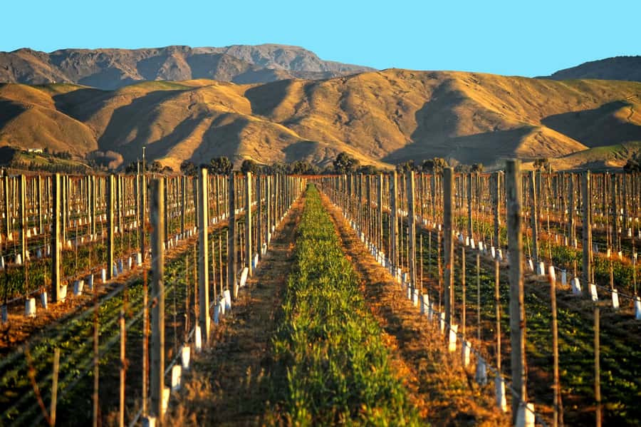 Marlborough Half Day Wine Tour From Picton - Is $94 a fair price?