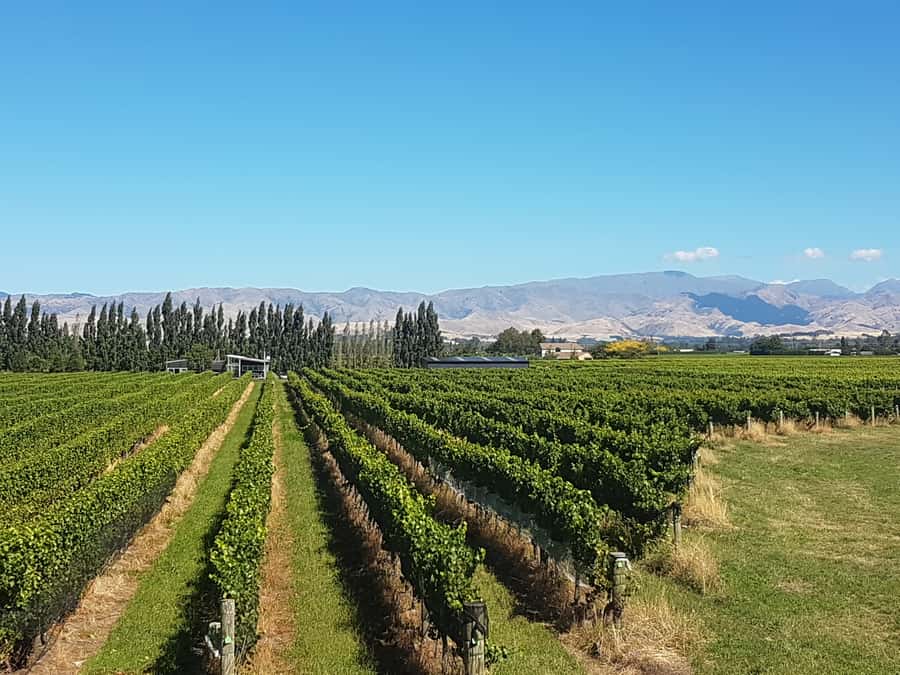 Marlborough: Half Guided and Half Self-Guided Bike Wine Tour - What the scenery adds to the wine tasting