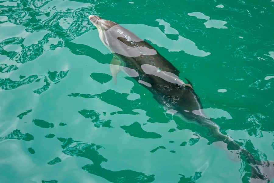 Marlborough Sounds and Ship Cove Cruise from Picton - Wildlife along the route