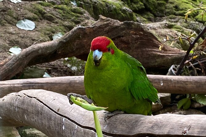 Marlborough Sounds Day Visit to Lochmara - Forest paths and self-guided walking
