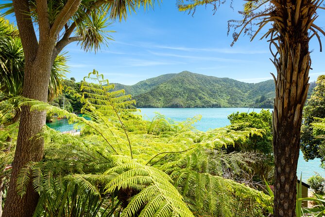 Marlborough Sounds Day Visit to Lochmara - The underwater observatory and marine life