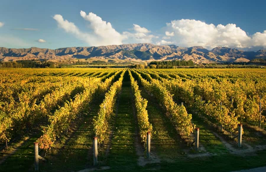 Marlborough: Wineries Visit and Tasting Session - Tasting 15 wines without rushing the afternoon