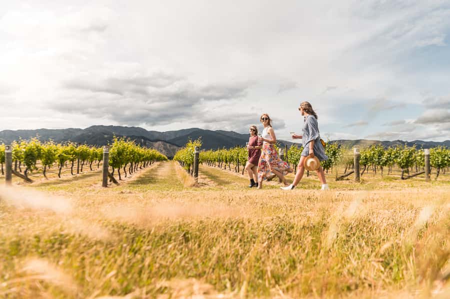Marlborough: Wineries Visit and Tasting Session - Three cellar doors, three different impressions