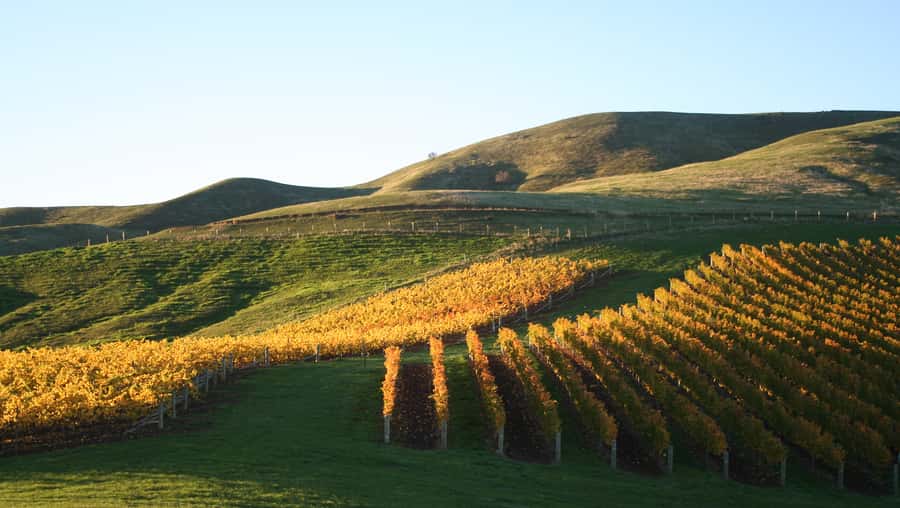 Marlborough: Wineries Visit with Tastings and 2-Course Lunch - Is $176 a fair price?