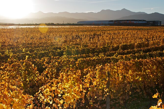 Marlborough Winery Tour - A Day of Cuisine & Wine 6hrs - Tastings beyond Sauvignon Blanc