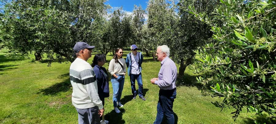 Martinborough Wine and Food Tour with Lunch from Wellington - Blue Earth Estate and the art of tasting olive oil