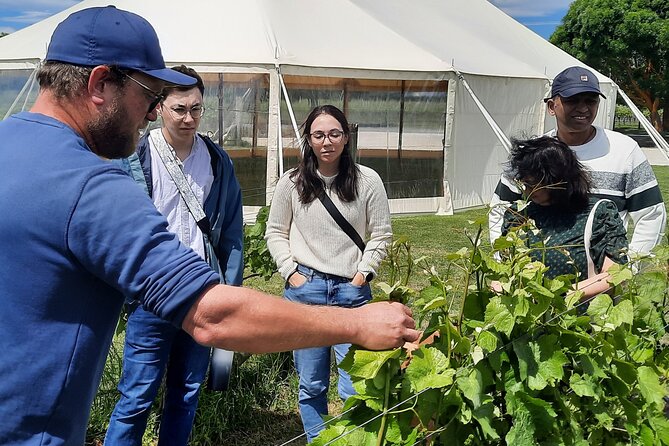 Martinborough Winery and Foodie Day Tour with vineyard lunch - Learning to taste olive oil at Olivo
