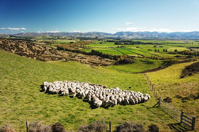 Merino Farm Experience - Key points before you book