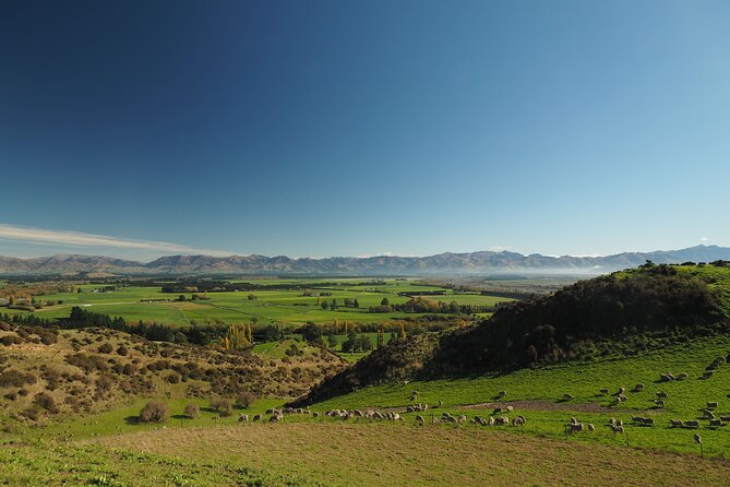 Merino Farm Experience - Meeting the working dogs