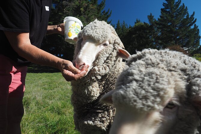 Merino Farm Experience - Flowers, vegetables, and the farm home