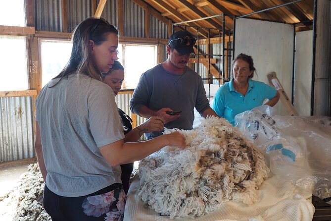 Merino Farm Experience - Feeding the pet sheep