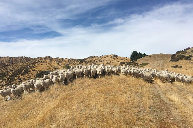 Merino Farm Experience - Is $58.95 good value?