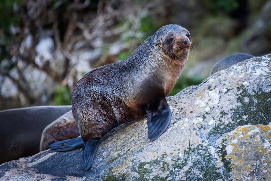 Milford Sound: 2-Hour Small Boat Scenic Cruise - Key points before you book