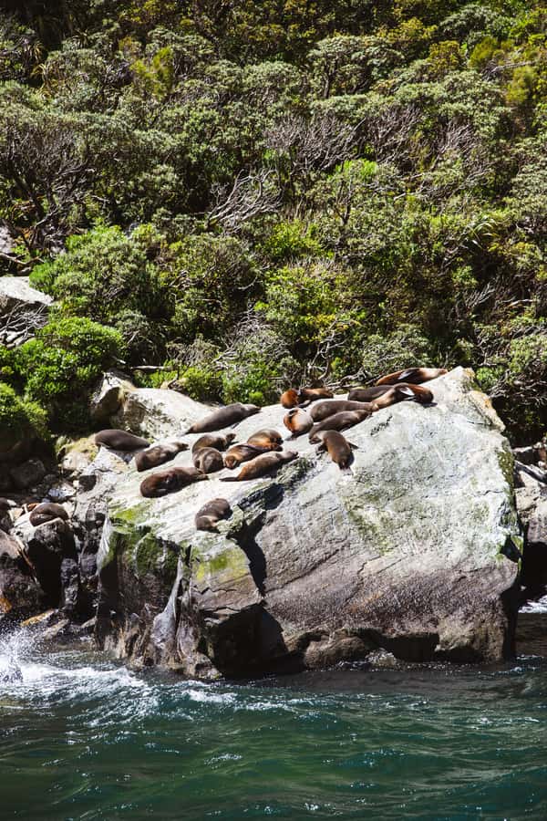 Milford Sound: 2-Hour Small Boat Scenic Cruise - Two hours, with time to move around