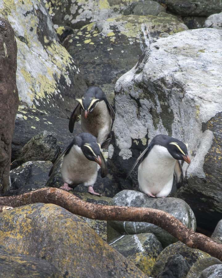Milford Sound: 2-Hour Wildlife & Nature Cruise - What the nature guides add