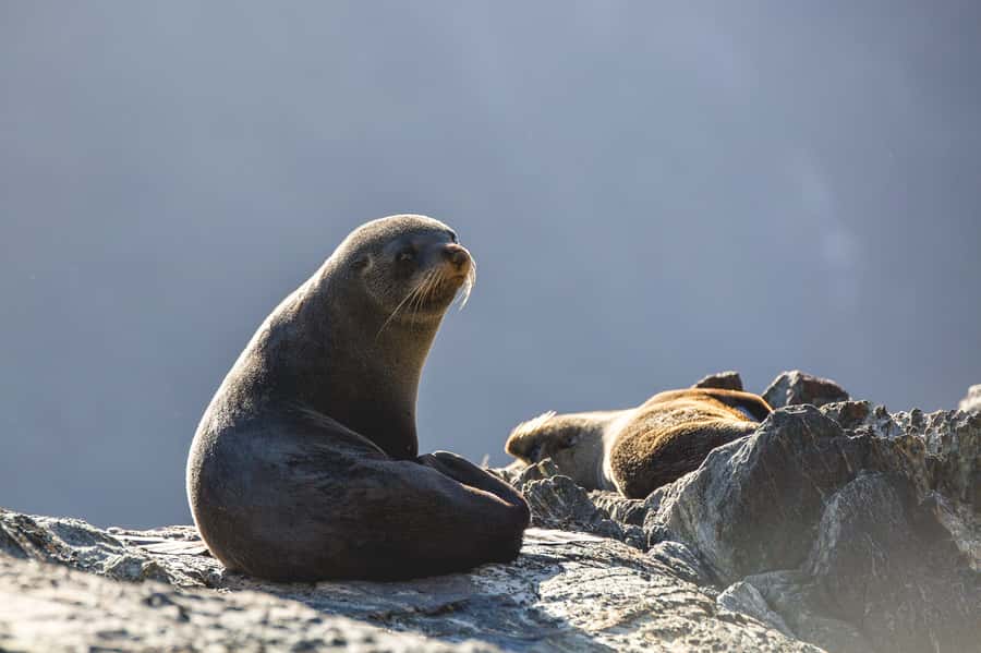 Milford Sound: 2-Hour Wildlife & Nature Cruise - Food, drinks, and the Haven vessel