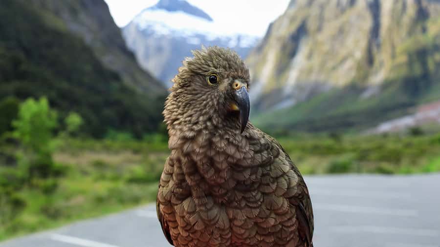 Milford Sound: Boutique Small-Boat Cruise - The Tasman Sea gives the fjord a dramatic finish
