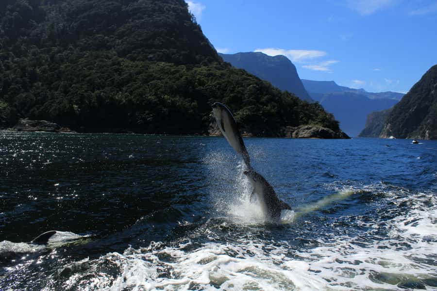 Milford Sound: Boutique Small-Boat Cruise - Price, timing, and the real value of $101